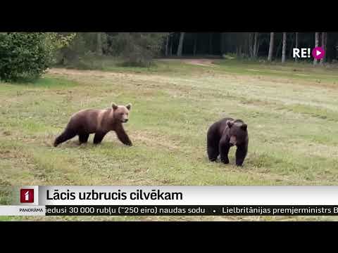 Video: Vai melnie lāči uzbruks cilvēkiem?
