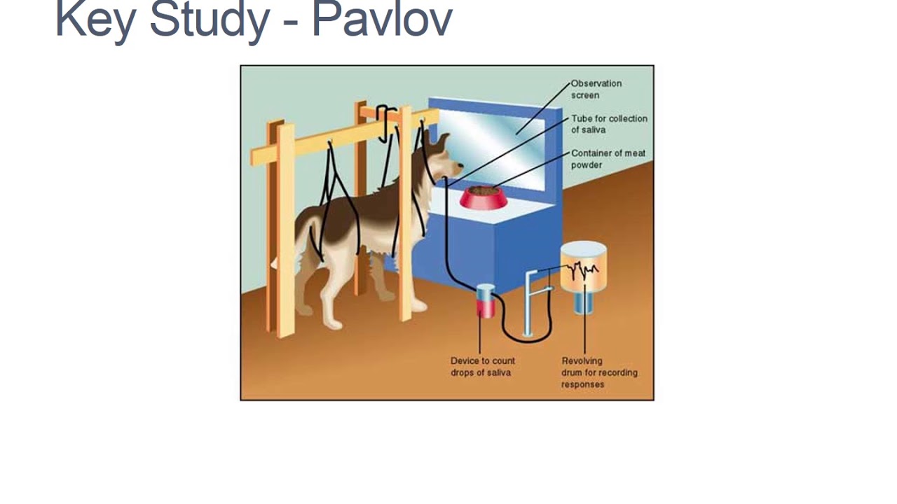 Павлов теория условных рефлексов. Изучение условных рефлексов павловым. Изучение условных рефлексов павловым. Изучение условных рефлексов павловым. Опыты и п павлова рефлексы.