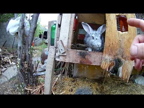 მუშა მამალი ბოცვერი რომ გვყავდეს რა უნდა ვიცოდეთ..