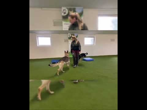 Video: Er stege Tyrkiet ok for hunde?