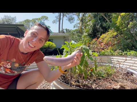 Surprise eggplants! Fall garden prep continues!