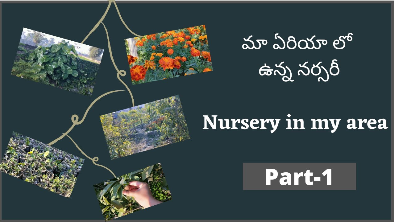 Nursery in my areapart1 nursery in punjab YouTube