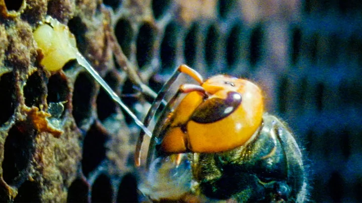 Giant Hornets Massacre European Bees | Buddha Bees and The Giant Hornet Queen | BBC Earth