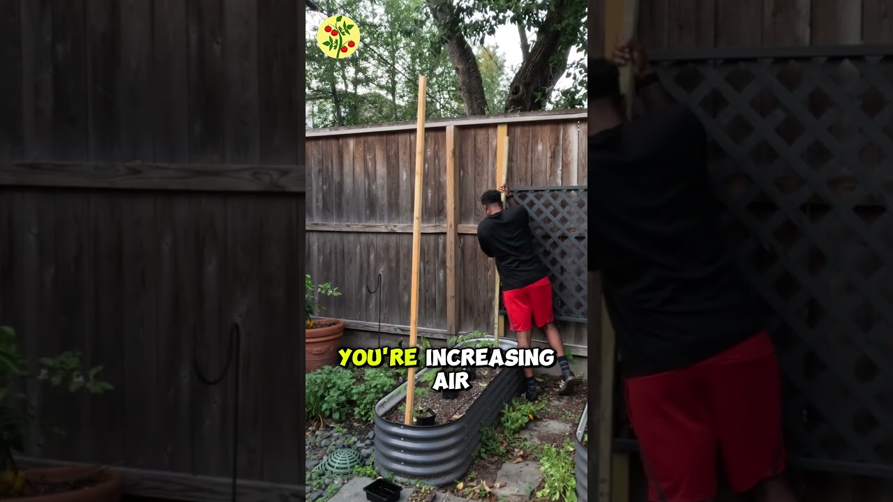 This is the best way to grow tomatoes