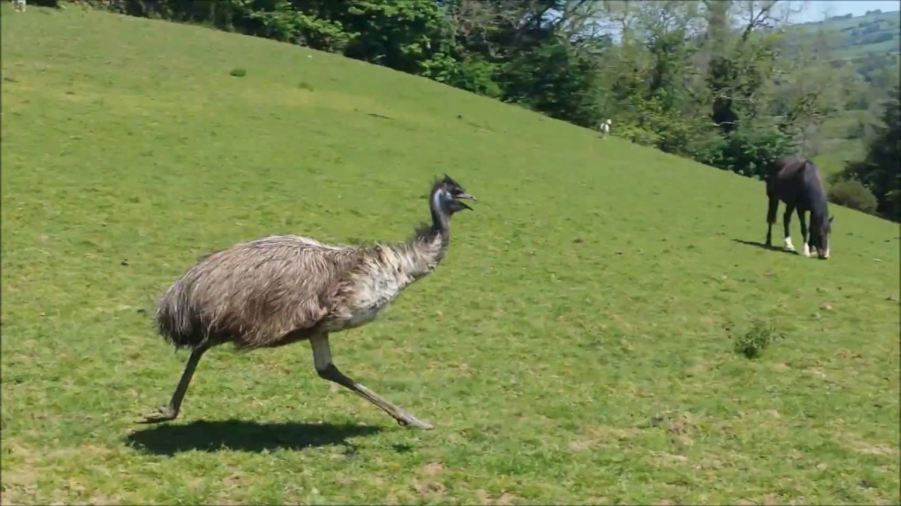 Les émeus sont des animaux enjoués