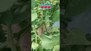 tomato#🍅🍅tomato plot#tomato spray#farming#Ron fan spray#टोमॅटो चा फवारा#45days plot#फुलकळी सेटिंग