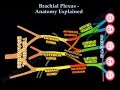 Brachial Plexus Anatomy Explained - Everything You Need To Know - Dr. Nabil Ebraheim