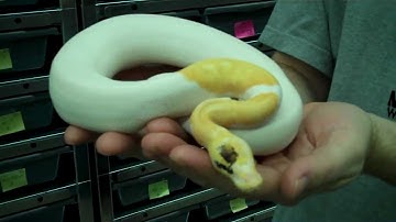 Paradox Albino Pied - A show stopper of a snake!
