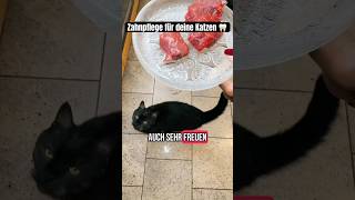 Fressen deine Katzen rohes Rind? #katzenfutter