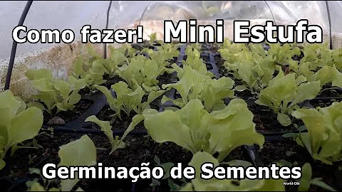 Como fazer mudas de alface na estufa?