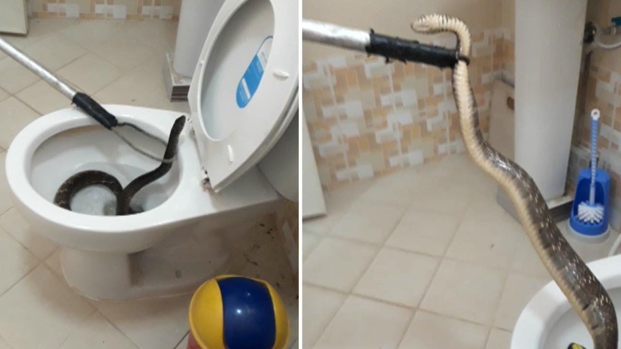 Homeowners find 4-foot snake in toilet