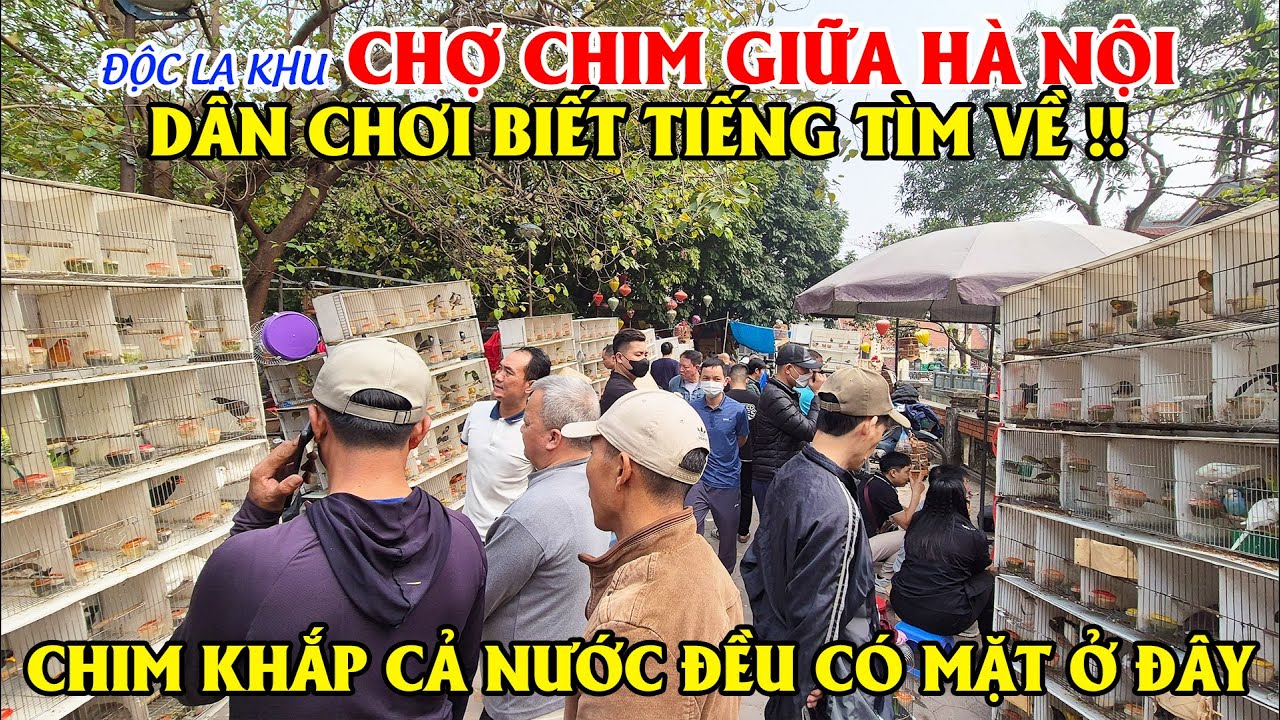 Độc Lạ Khu Chợ Chim Giữa Lòng Hà Nội, Dân Chơi Biết Tiếng Tìm Về! Chim Khắp Cả Nước Đều Có Mặt!!