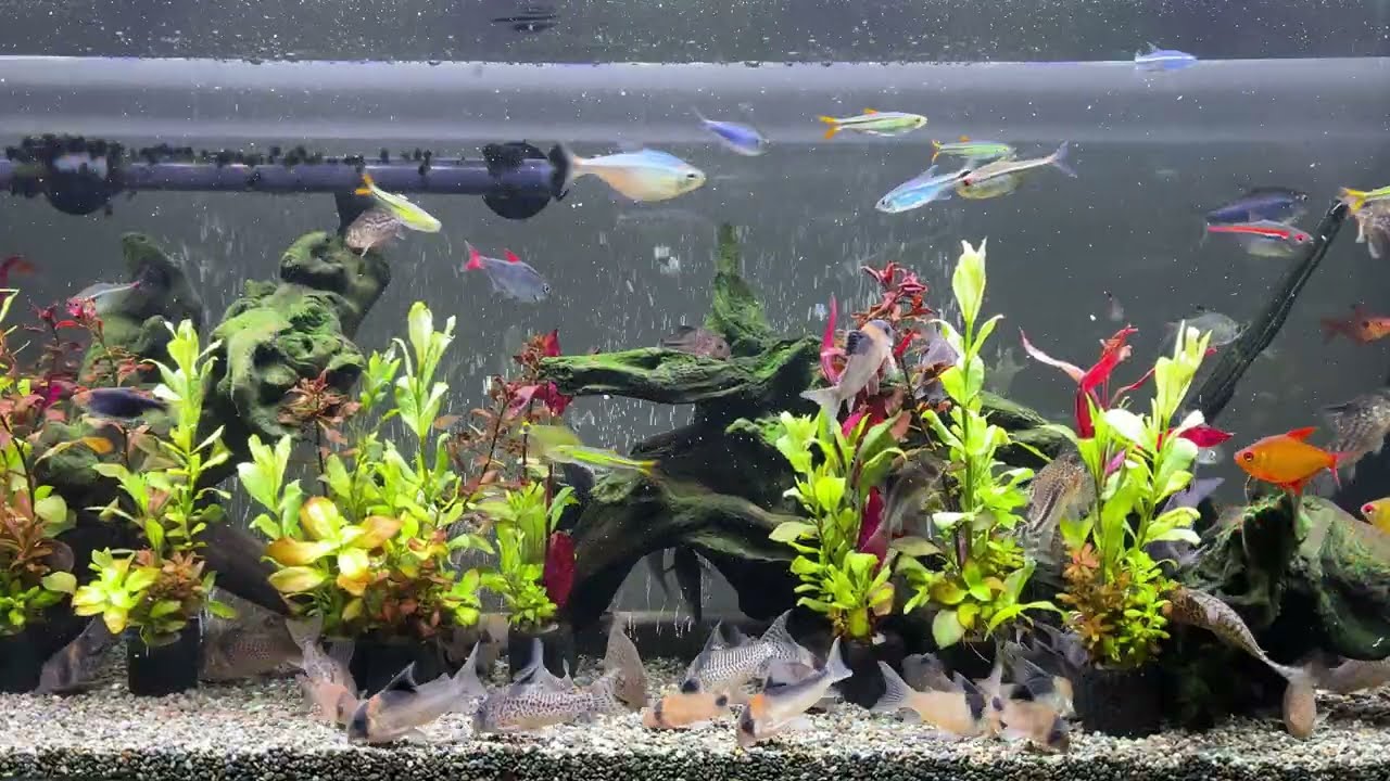 Relaxing Aquarium 1662 / 熱帯魚50種混泳水槽 アクアリウム ディナータイム 4K