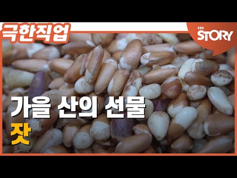 [극한직업] 가을 산의 선물, 잣