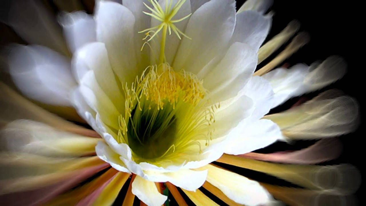 花ぬすびと／明日香