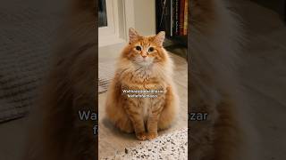 ✨ Fun Floof Wizard Fact ✨ #cute #animals #cat #cutecat #pets #funny #cuteanimals #cats