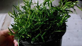 The complete guide to propagating Rosemary at home
