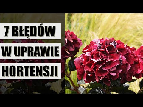 Wideo: Jak Karmić Hortensję? Hortensje Nawozić Wiosną I Latem, Aby Uzyskać Bujne Kwitnienie W Ogrodzie. Top Dressing Z Kwaskiem Cytrynowym I Kefirem