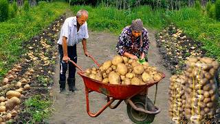 LIVE NOW: Potato Harvest in Azerbaijan Village | Grandma’s Special Potato Recipe