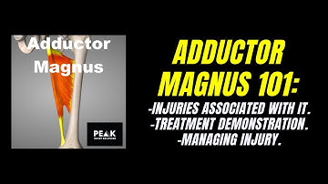 Adductor Magnus 101: Injuries Associated With It, Palpation, Treatment & Managing Healing Process.