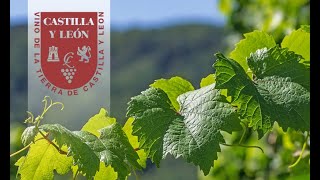 ЗНАКОМСТВО С ВИНАМИ ИСПАНИИ.  ВИНА КАСТИЛИИ И ЛЕОНА