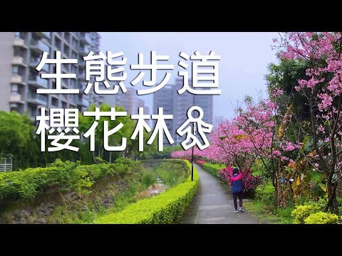 ????櫻花現況 - 淡水北投子溪櫻花林生態步道 | Tamsui Cherry Blossom Trail walk - March 21, 2022 ☁️ #喜歡記得按下訂閱 @tamsuilo