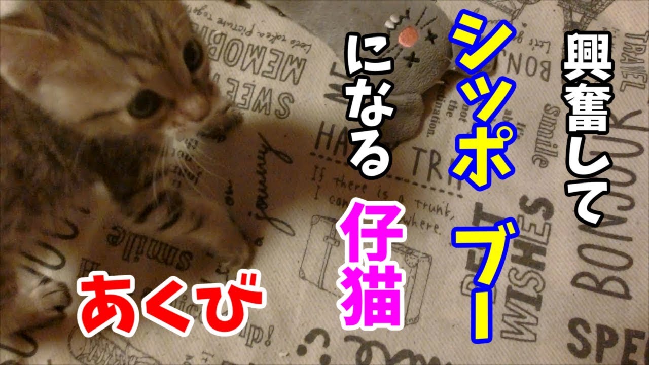 興奮して尻尾が膨らむ子猫 動きが機敏になり興奮してシッポを膨らませて遊ぶ仔猫 あくび Kitten Gets Excited And Plays Youtube