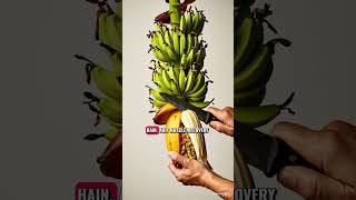 “Banana Plant Growth from Seed to Harvest 🍌 | Satisfying Gardening #shorts ”