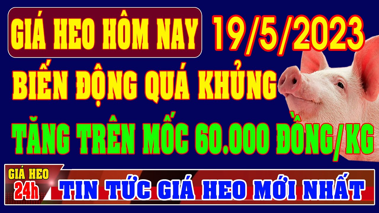 Giá heo hơi hôm nay ngày 19/5/2023 - TĂNG KHỦNG TRÊN 60.000 ĐỒNG/KG ...