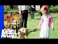 Can This Dog Be Trained To Walk Down The Aisle For A Wedding? Can This Dog Be Trained To Walk Down The Aisle For A Wedding?