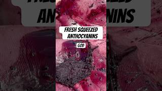 Bleezy had to taste the ANTHOCYANINS!!!🤣🤣