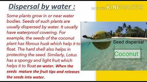 MLZS JHANSI CLASS 5 EVS Chapter 13 Plant and Seeds Lecture 2