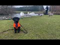 Rubix the 14 week old Labrador Puppy - 6 Weeks Residential Dog Training