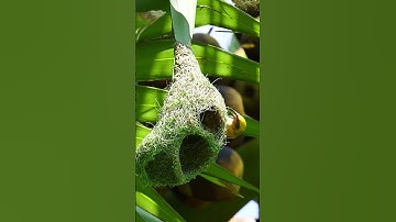 1017 Unbelievable Weaver Bird Build nest  Bird Constructions
