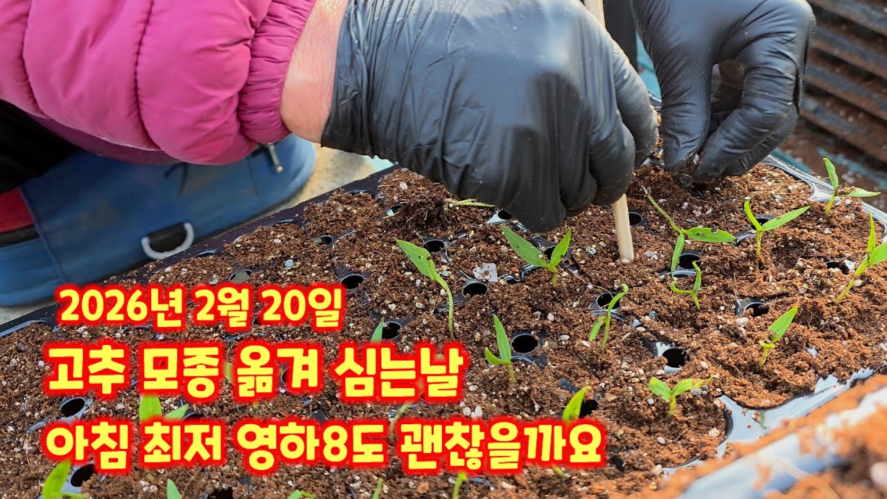 고추 가식 2026년 괴산청결고추 충북 괴산 풀뿌리농장 육묘장 고추모종 가식하는 과정 상세히 공개 고추모종키우기 [고추재배방법]
