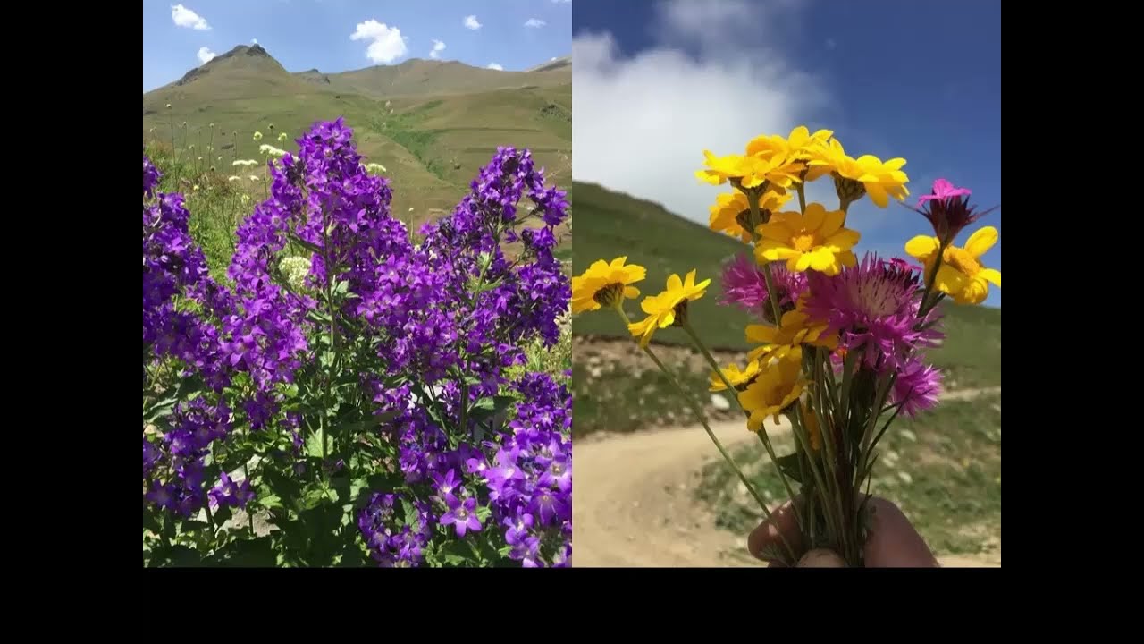 Anzer Yaylası –Ballıköy- Çiçekliköy- İkizdere-Rize