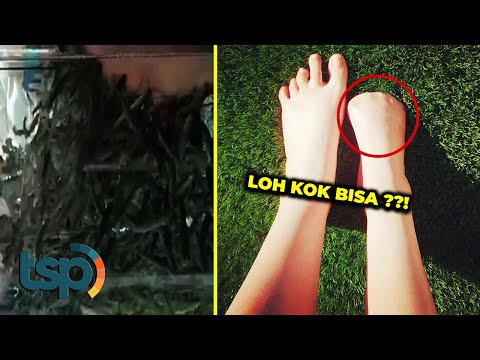 Video: Mengapa oktana kehilangan kakinya?