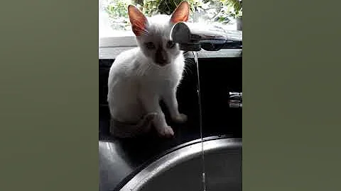 Watch the video about Lilac Point Siamese Kitten and water .First meeting )))))))))))))))