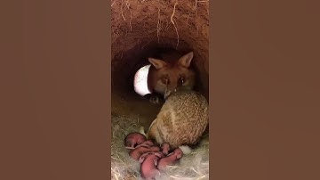 Den Defender: Mother Rabbit