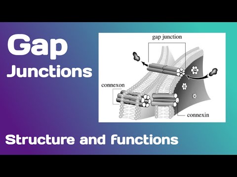 Gap junctions:- Structure and Functions