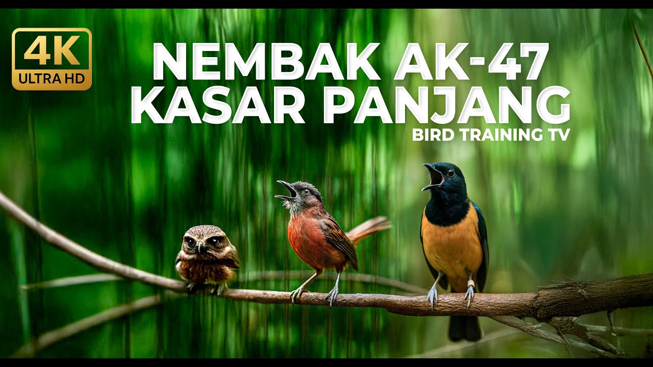 🔴 Live Masteran Roll Tembak Kasar Cucak Cungkok Super Gacor vs Tepus Kepala Abu Gacor