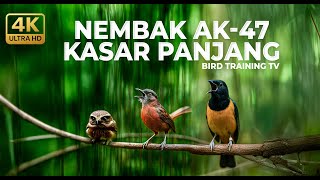 🔴 Live Masteran Roll Tembak Kasar Cucak Cungkok Super Gacor vs Tepus Kepala Abu Gacor