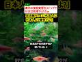 TBS「高市が技能実習生ストップw 外国人は日本人より優秀なのにw」→炎上