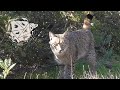 Recopilacin de linces ibricos lynx pardinus de la sierra de andjar enero 2022