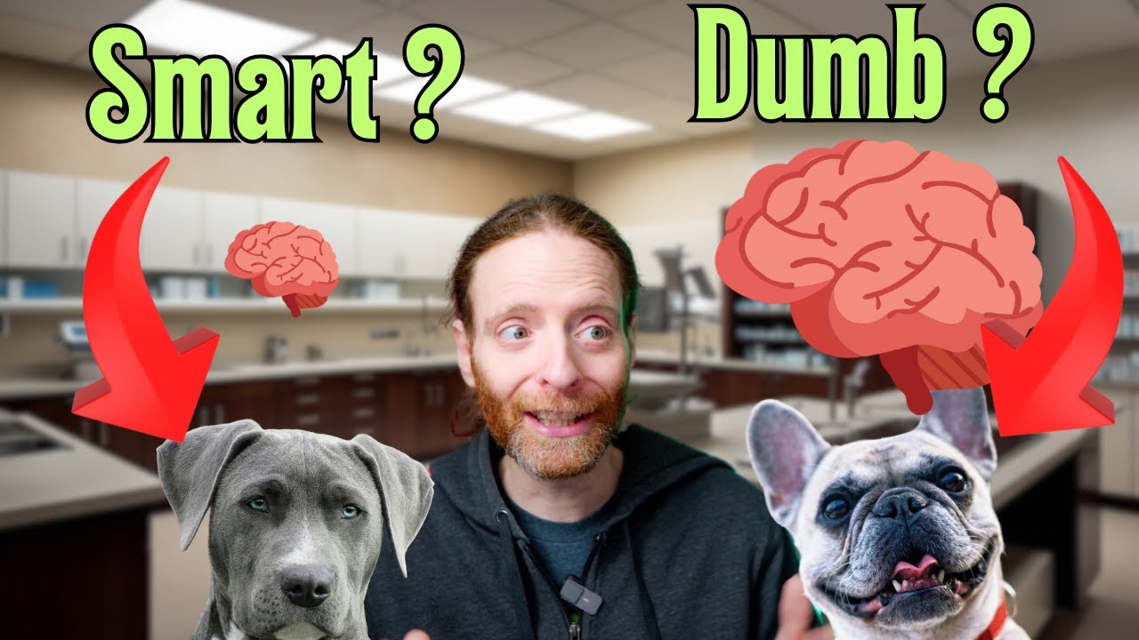 Is Bigger Really Better? Dog Brain size vs. Intelligence