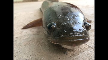 Mò cá lóc trong ao lâu năm  MTSN Tập 14