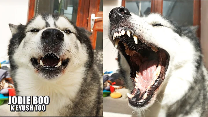 Husky Has LOVE HATE Relationship With Hair Blower!