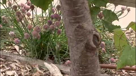 Fertilizing Fruit Trees