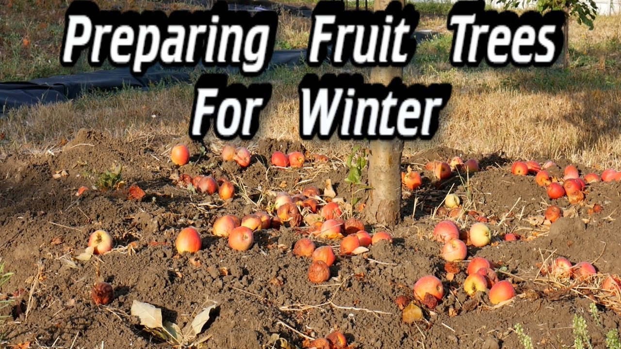How To Care For Fruit Trees Preparing Fruit Trees For Winter Youtube