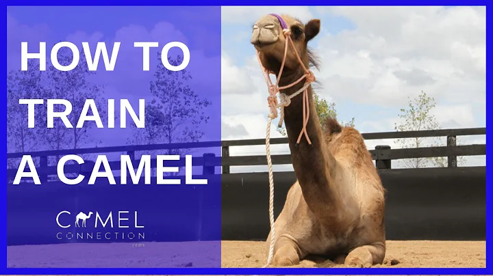 Mastering Camel Training